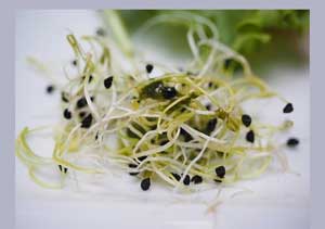 Food: Sprouts